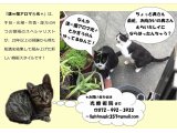 光療術院(ひかりりょうじゅついん)にゃんこ劇場