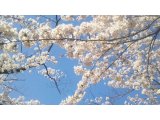 もうすぐ桜の季節♪