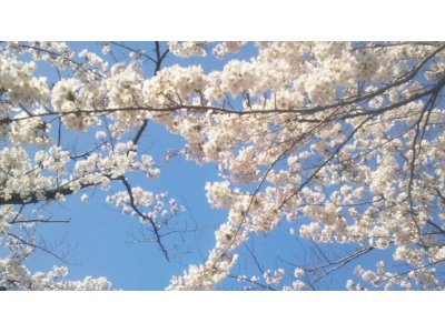 もうすぐ桜の季節♪