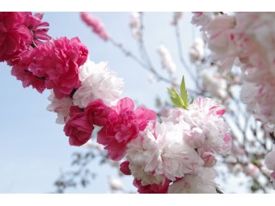 ★　庭の源平桃、今年も赤白にぎやかに咲きました。