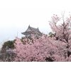 桜情報