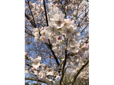 4月の予定