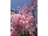 桜の季節の赤帽急な引越しは赤帽福岡マンサナ・2運送、(糟屋郡宇美町/赤帽糟屋郡)