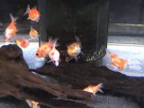 ピンポン再び