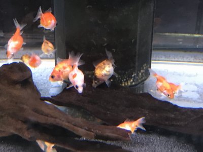 ピンポン再び