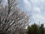 ★ 大原では桜が満開になっております。