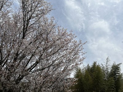 ★ 大原では桜が満開になっております。