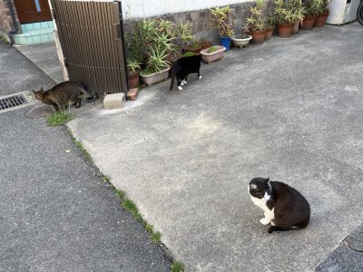 おはようございます。きょうもハッピーな笑顔で頑張りましょう。