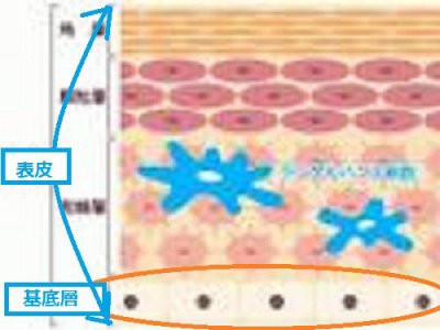睡眠は美肌の命 ②美肌は欲に作られる!