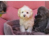 トイプードル子犬情報　ホームページ更新しました。