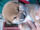 子犬の、男の子を、1匹売り出しています。