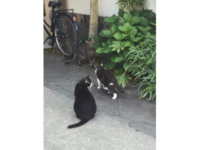 おはようございます。きょうも元気な笑顔で頑張りましょう。