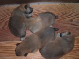 きらちゃんの子犬は、新しい、ご家族様が、決定しました。 ありがとうございます。