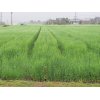 4/6『大麦は出穂期を迎えました。』