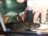 アリアケギバチ
