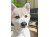 さくらちゃん