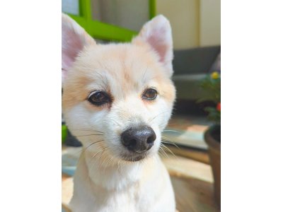 さくらちゃん