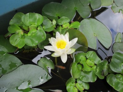 池の魚と蓮の花　