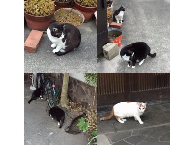 おはようございます。光療術院(ひかりりょうじゅついん)のにゃんきーずです。