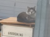 我が家の外猫の座