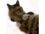 猫服みたいにおしゃれなフリースの実用的な猫のハーネス