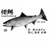 湖沼型銀系【サクラマス】ヤマメカラー魚拓