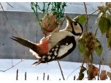 野鳥観察