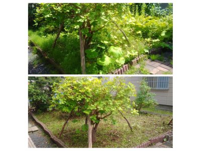 白石区川下にて一軒家のお庭の草むしり 札幌市便利屋タクミ