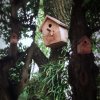 小鳥の家