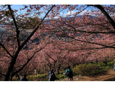 大満開宣言！まつだ桜まつり！