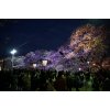 五条川の夜桜　ライトアップ