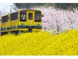 桜と菜の花といすみ鉄道・・・