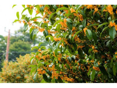 上川養鱒場たより 9月22日 朝