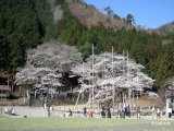■「淡墨桜」（国指定天然記念物）■　2011-04-20