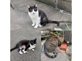 おはようございます。きょうもハッピーな笑顔で頑張りましょう。