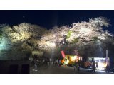 福岡城　さくらまつり　平成26年3月27日から4月6日