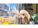 ケンタくん
