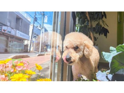 ケンタくん