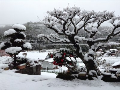 季節外れの雪