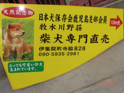 柴犬も、人間と同じで、美人が、モテるのですね~
