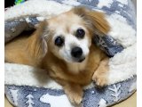 我が家のコウメが天国に・・・
