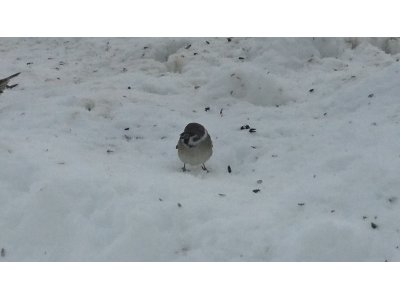 今週のご予約状況
