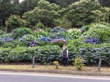 アジサイ街道へレッツゴー☆