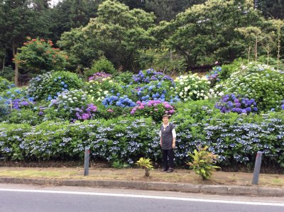 アジサイ街道へレッツゴー☆