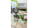 ステラちゃん