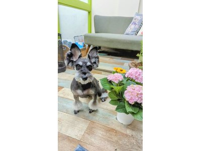 ステラちゃん