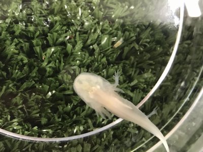 ウーパー