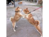 私の愛犬、リリーちゃんです。