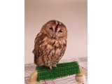 フクロウカフェ