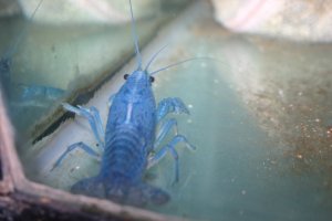 観賞魚 熱帯魚販売 小島商会の日記